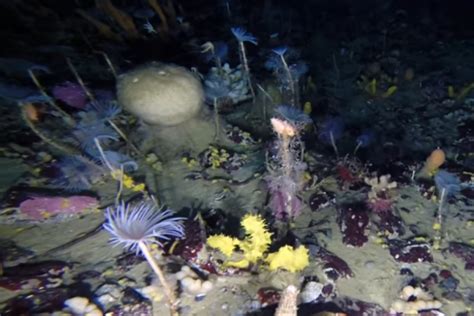 Greenpeace Discovered New Marine Ecosystems In Antarctica Good News