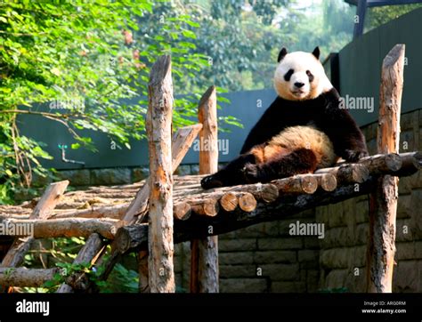 Panda Gigante En El Zoológico De Beijing China Fotografía De Stock Alamy