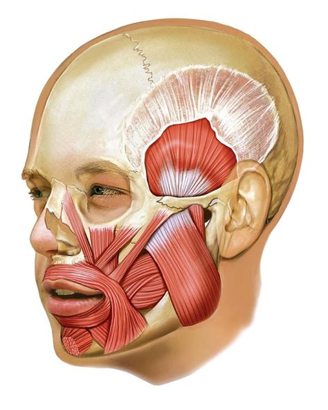 Masticatory Muscles Photograph By Asklepios Medical Atlas Pixels My