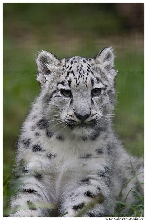 Baby Snow Leopard Portrait By Tvd Photography On Deviantart