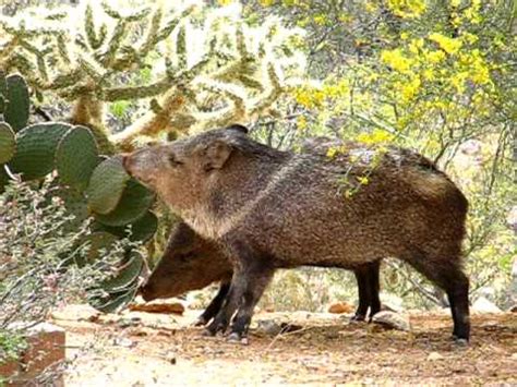 Prickly pear cactus has been a staple of the mexican and central american diet for thousands of years. Two Javelina munching cactus - YouTube