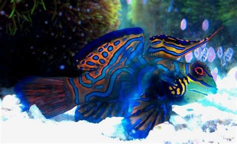 Most Beautiful Saltwater Fish All Time