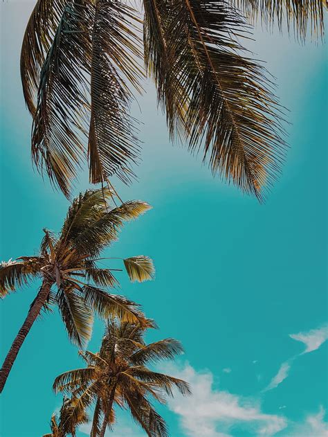 Hd Wallpaper Low Angle Photo Of Palm Trees During Daytime Blue Sky
