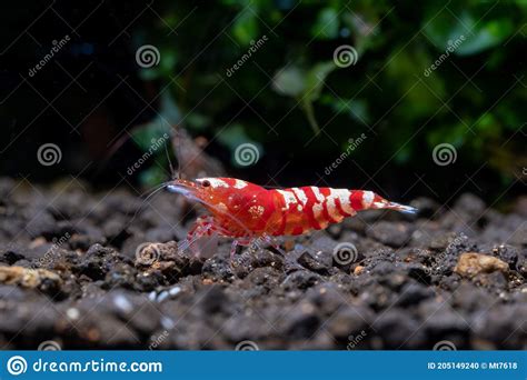 Red Fancy Tiger Dwarf Shrimp Stay Alone On Aquatic Soil With Green