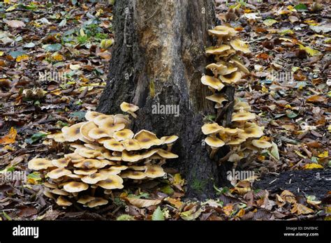 Forests Fungus Hi Res Stock Photography And Images Alamy