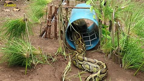 Primitive Technology Awesome Quick Python Trap Using Python Skin That
