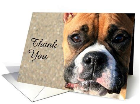 Thank You Boxer Dog Card
