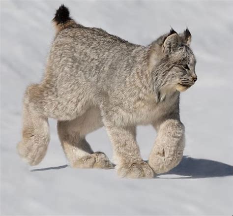 Canada Lynx Lynx Canadensis Is A Medium Sized Cat Characterized By