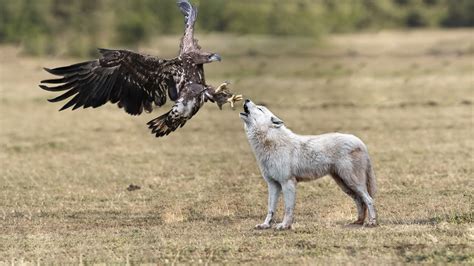 The Fight Between The Eagle And The Wolf Youtube