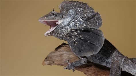 10 Unfurled Facts About Frilled Dragons | Mental Floss