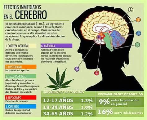 Efectos De La Marihuana En Nuestro Organismo Psicología En Adicciones