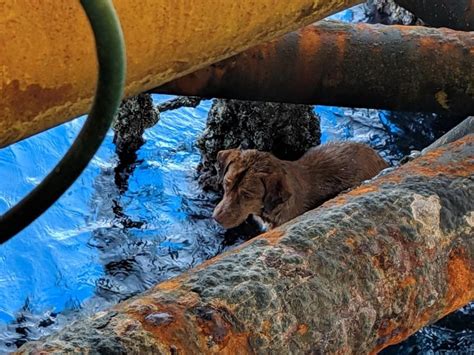 Dog Found Swimming 130 Miles Off The Coast Of Thailand Us World News