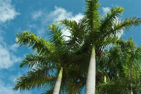 18 Amazing Large And Small Florida Palm Trees With Pictures