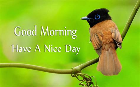 Good Morning Have A Nice Day With Cute Birds Images Good Morning Images Quotes Wishes