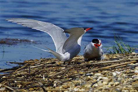 Dsc4751 Common Tern Common Tern Blue House Farm Ewt Flickr