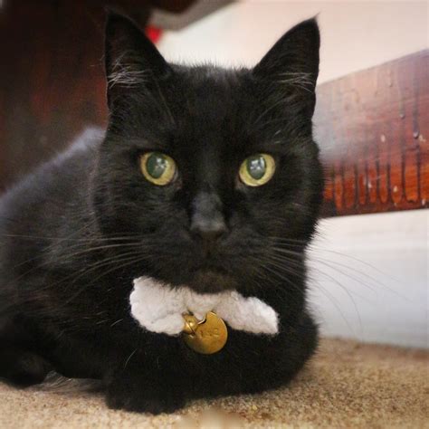 Bow Tie Cat Collar · How To Make A Pet Collarleash · Yarncraft On Cut