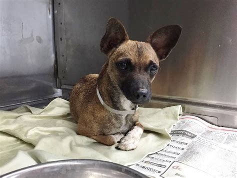 An adoption counselor will contact you to discuss your application and the animal you are interested in adopting. Pin by Michelle Laviera-Jones on Dogs in need | Small ...