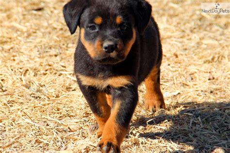 Bq Rott F Pink: Rottweiler puppy for sale near Phoenix, Arizona. | f456d64a-5201