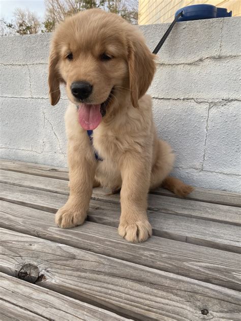 Golden Retriever Puppies For Sale Cary Nc 326586