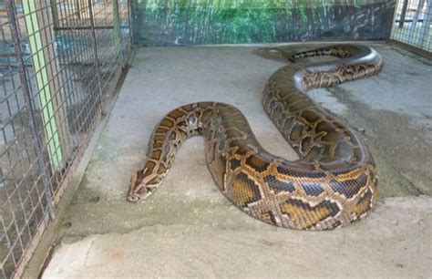 Whats The Largest Snake That You Can Own — Snakes For Pets