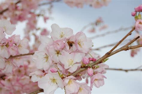 Akebono Flowering Cherry Tree Profile By Kuenzi Turf And Nursery