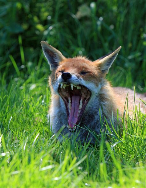 Fox Yawning Free Stock Photo Public Domain Pictures