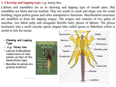 Types Of Insect Mouthparts Ppt