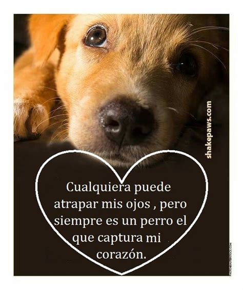 Álbumes 91 Imagen De Fondo Frases De Amor A Los Perros Alta Definición