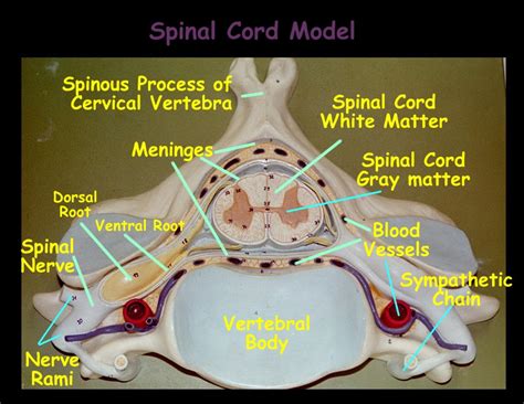 Cross Section Of A Bone Labeled Supportive Connective Tissue Human