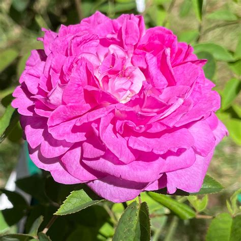 Reine Des Violettes Nurseries Online