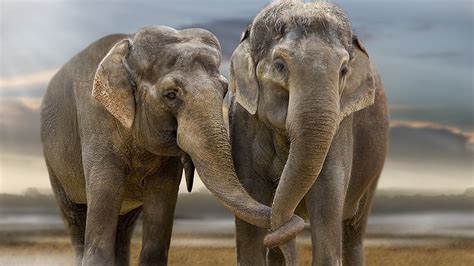 48 Elephant Wallpapers For Computers