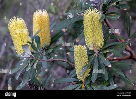 Coast Banksia Tree In Flower Stock Photo Alamy