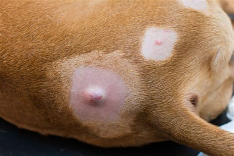 A Pet Parents Guide To Dog Tumors Symptoms Causes And Treatment
