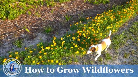 How To Plant And Grow Wildflowers Grow Wildflowers Wild Flowers Plants