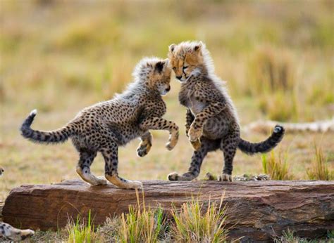 Cheetah Cubs Play With Each Other In The Savannah Cheetah Cubs