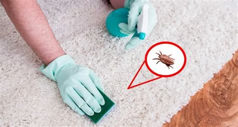 how to get rid of fleas in house naturally 6 tips and home remedies for fighting fleas