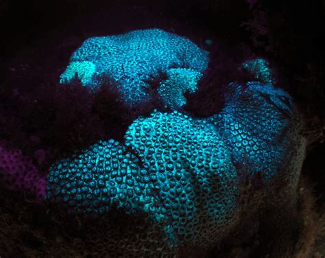 Fluorescing Coral Jawbone Marine Sanctuary Taken In Uv L Phil
