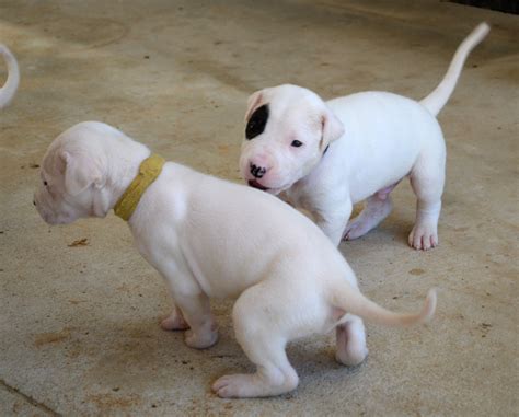 We did not find results for: Playful puppies Dogo Argentino wallpapers and images ...