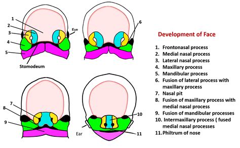 Development Of Face Anatomy Qa