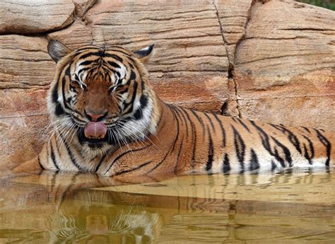 Tiger Killed By Police After Attack On Florida Zoo Employee World