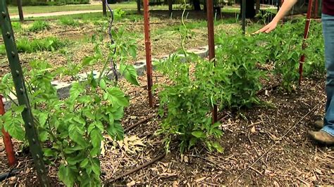 Pruning And Staking Tomatoes Youtube