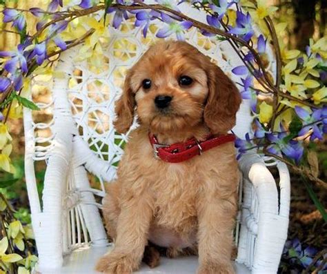 How much do golden retriever puppies cost? Miniature Golden Retriever Puppy for Sale - Adoption ...