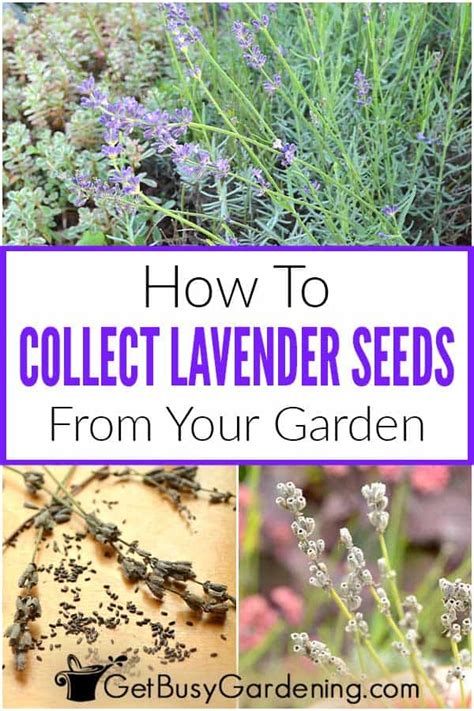 Select a good sandy potting mix that easily drains water and fill the pot three quarters full. How To Collect Lavender Seeds From Your Garden - Get Busy ...