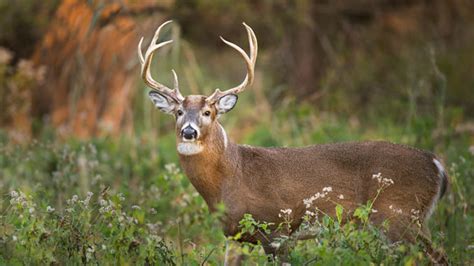 Nc Deer Herd In Good Shape Hunters Can Expect Good Season Carolina