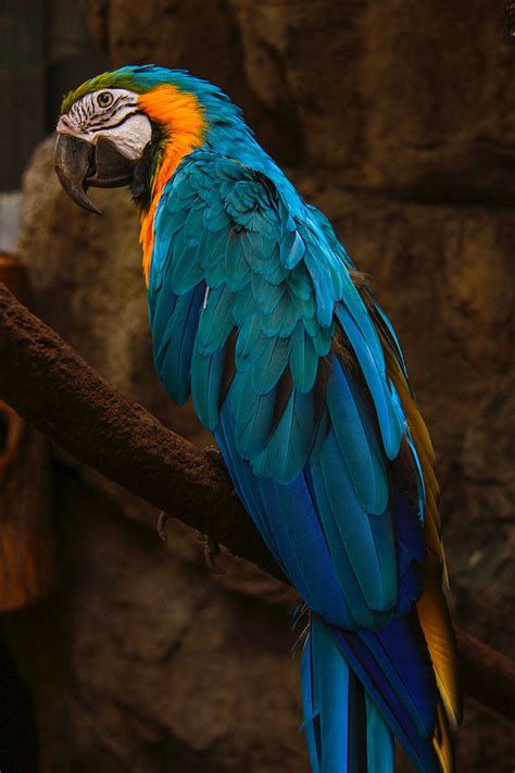 Hd Wallpaper Blue And Yellow Parrot Wallpaper Macaw Art Bird