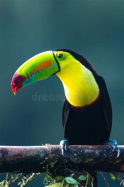 Keel Billed Toucan Ramphastos Sulfuratus Large Colorful Toucan From
