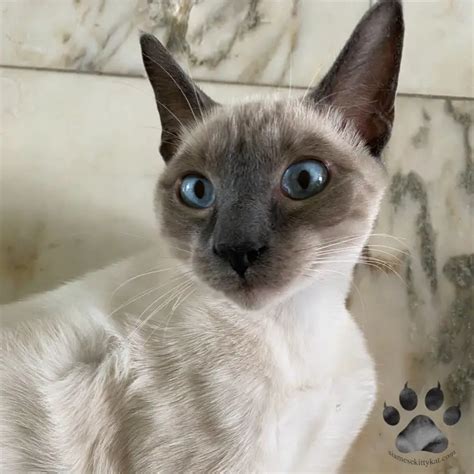 Why Are Siamese Cats Cross Eyed A Detailed Look