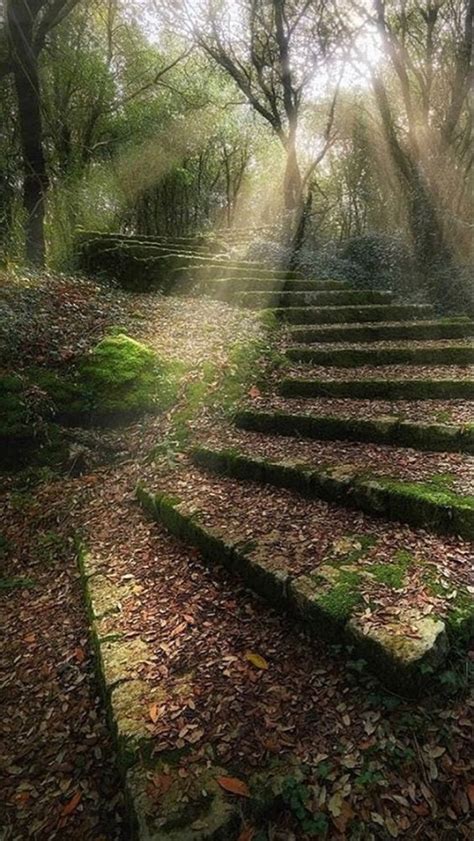 Stairs In The Woods And The Myth Behind It Fresh Land Magazine 2023