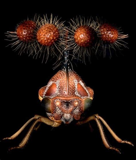 10 Insects That Belong In An Alien World Insects Weird Insects Cool