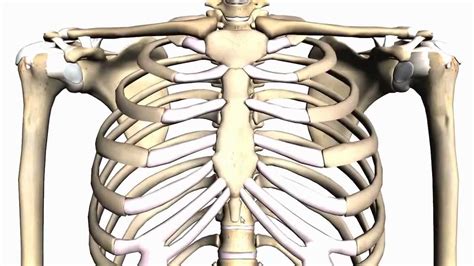 general skeleton basic tutorial anatomy tutorial youtube